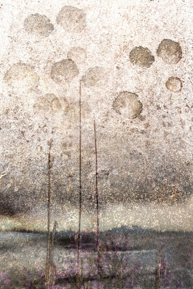 Textured Lake Reeds by Christina Sillen