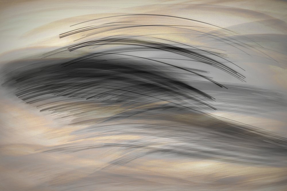 The Languages of Lines by Christina Sillen