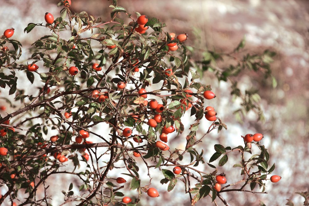 Vibrant Rose Hips by Christina Sillen