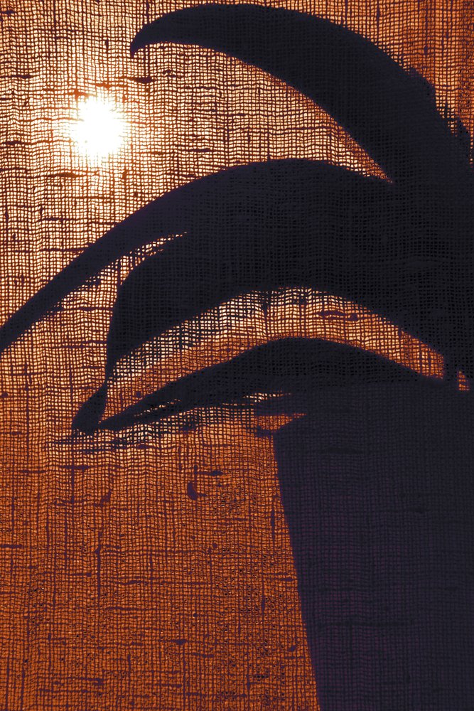 Warm Plant Silhouette by Christina Sillen