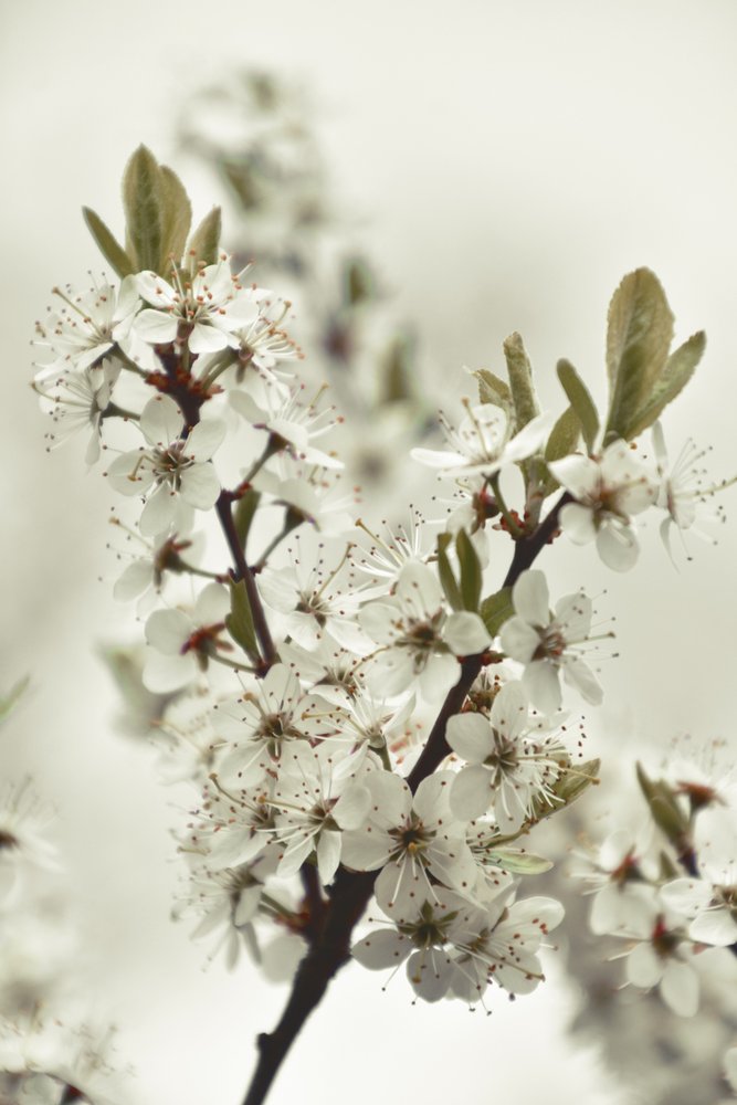 White Spring Blossoms by Christina Sillen