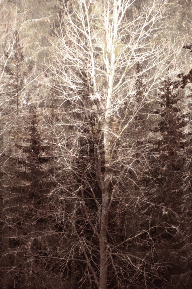 Winter Forest Light by Christina Sillen