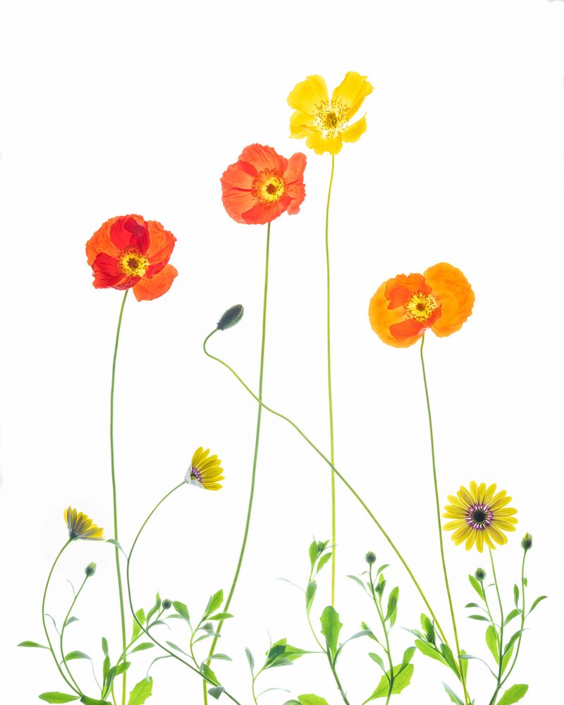 Cheerful Poppies and Daisies by Chuanxu Ren