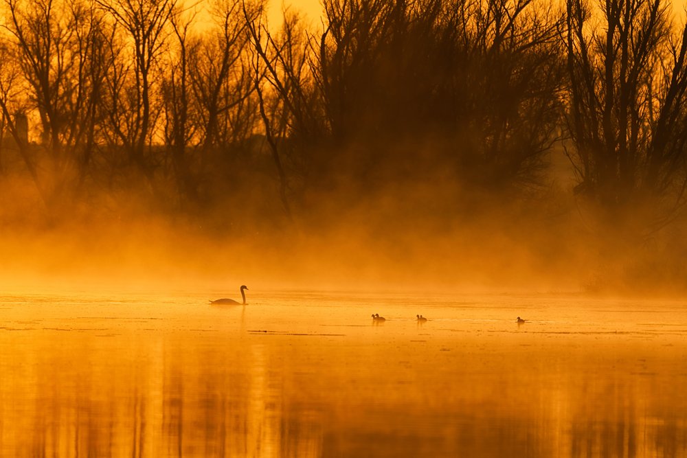 Golden Hour Swan Family by Chuanxu Ren