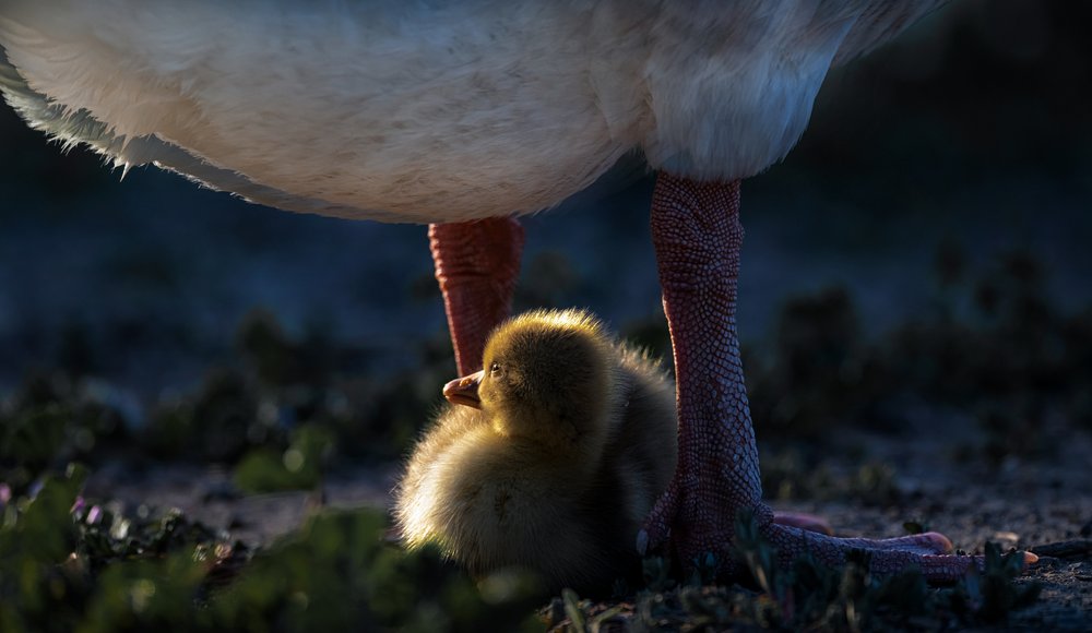 Mother Duckling Warmth by Chuanxu Ren