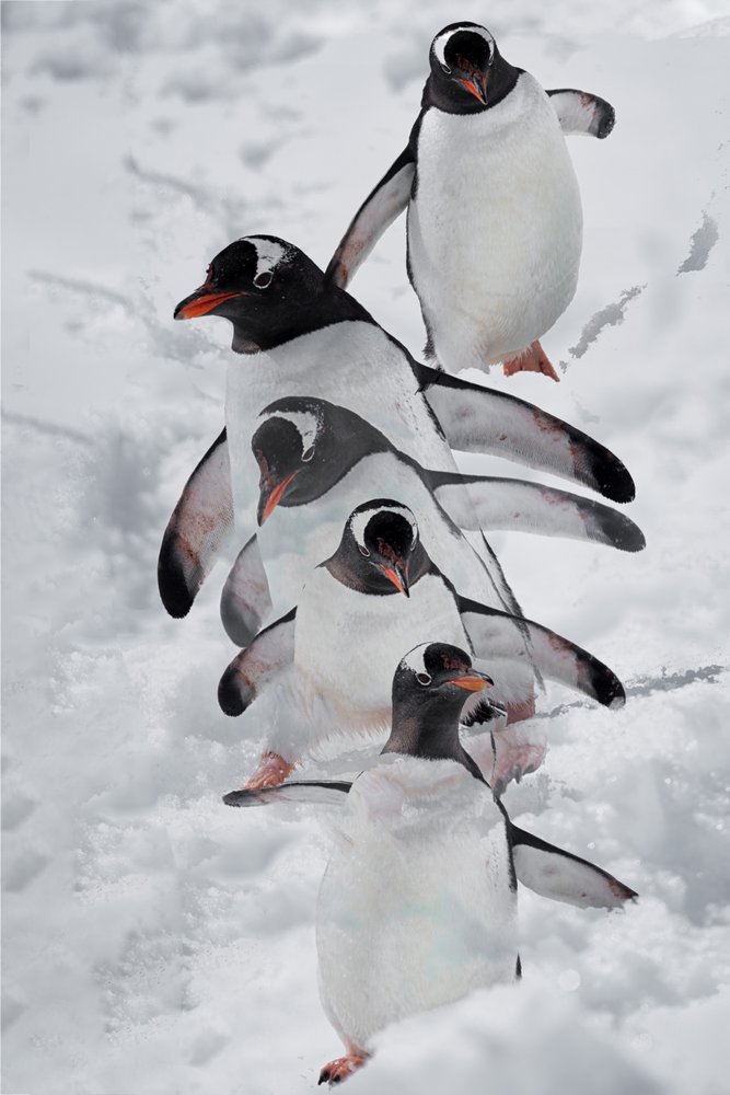 Penguins in Snow by Chuanxu Ren