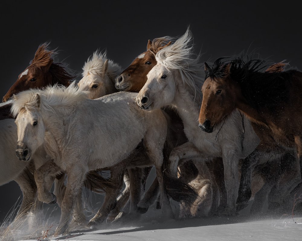 Wild Horses Running by Chuanxu Ren