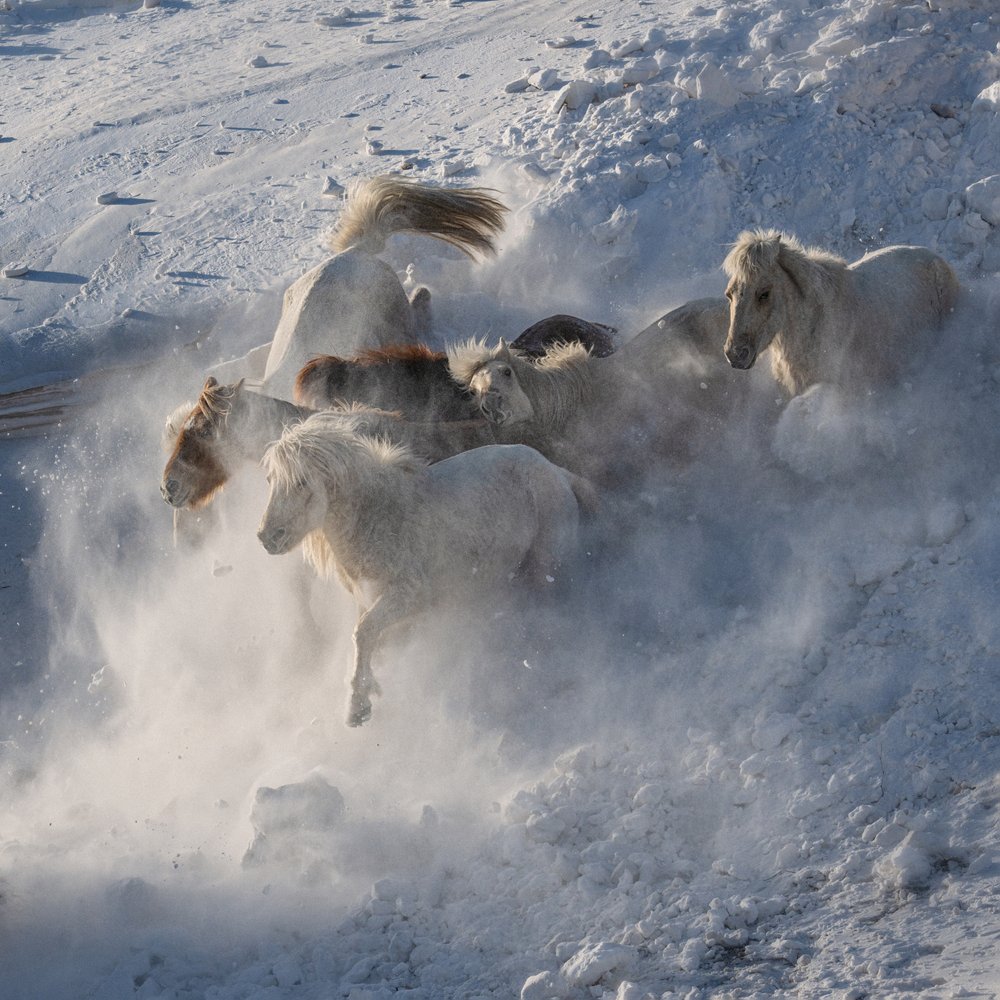 Wild Horses Running Snow by Chuanxu Ren