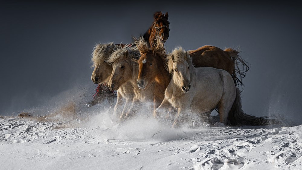 Wild Horses Running Snow by Chuanxu Ren