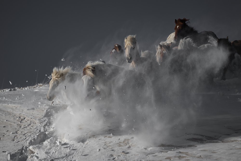 Wild Horses Running Snow by Chuanxu Ren