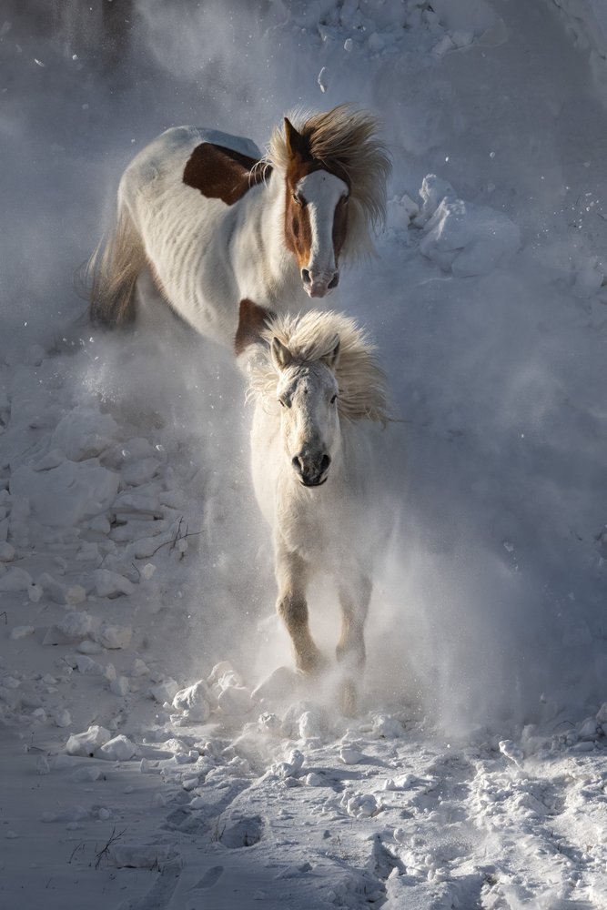 Wild Winter Horses by Chuanxu Ren