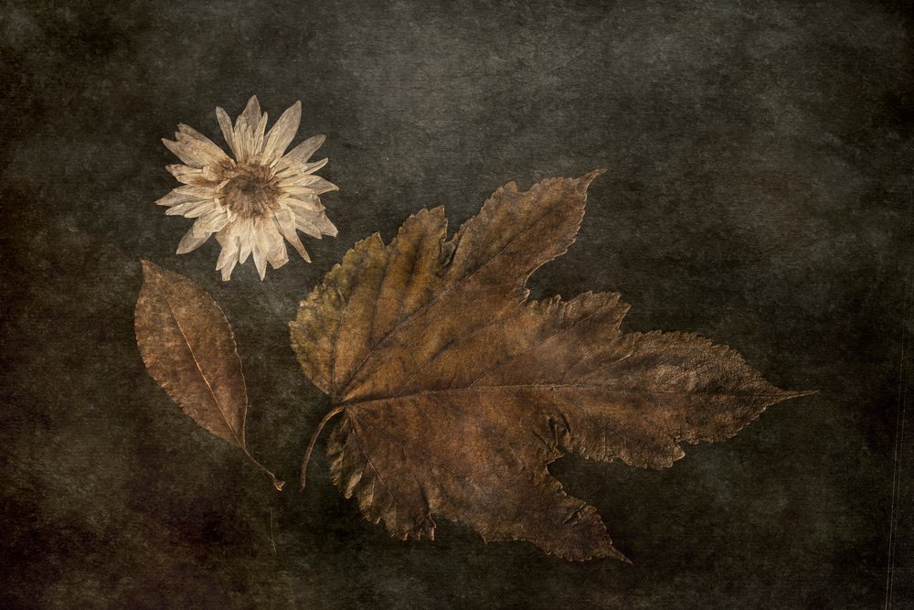 Dried Autumn Botanicals by Cicek Kiral