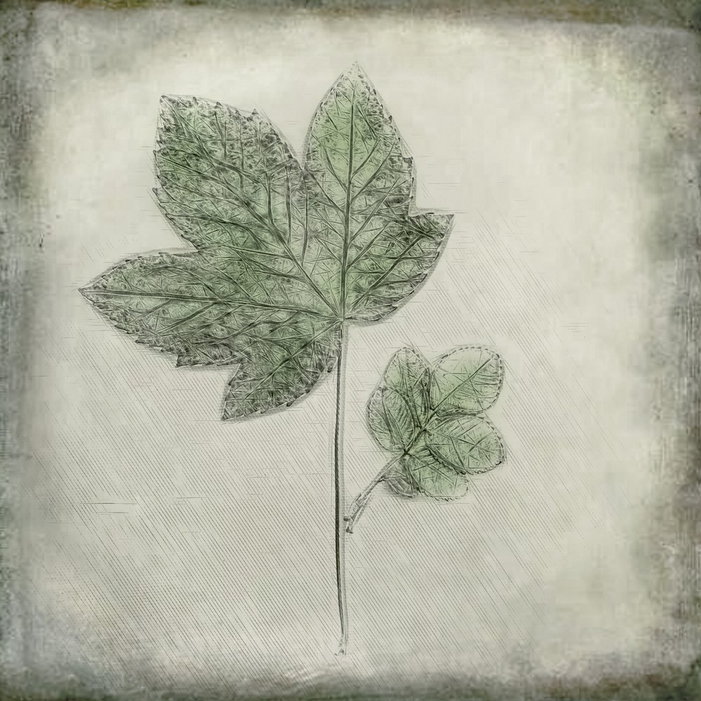 Elegant Green Leaves by Cicek Kiral