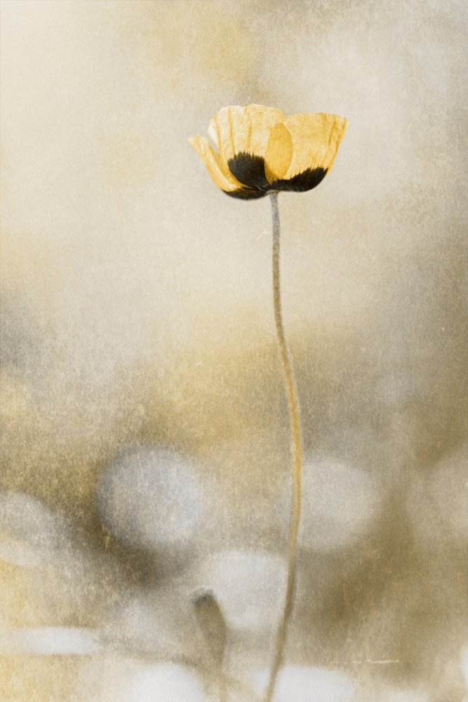 Golden Poppy Dream by Cicek Kiral