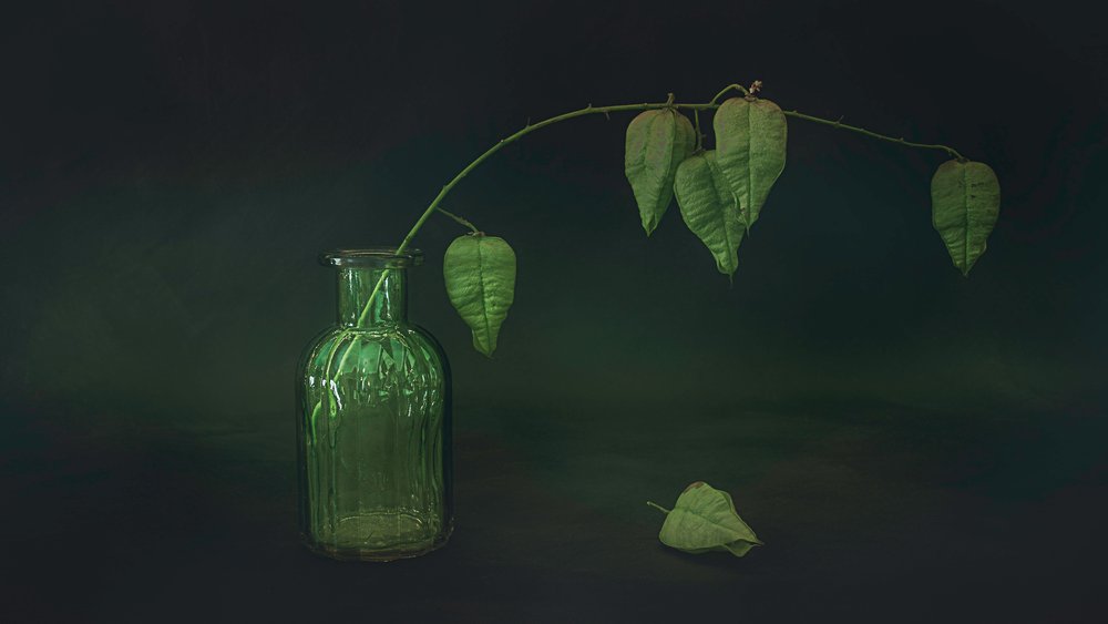 Green Leaf Still Life by Cicek Kiral