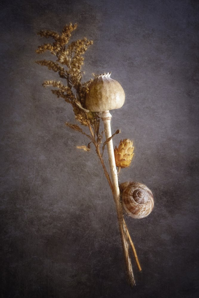 Poppy Snail Still Life by Cicek Kiral