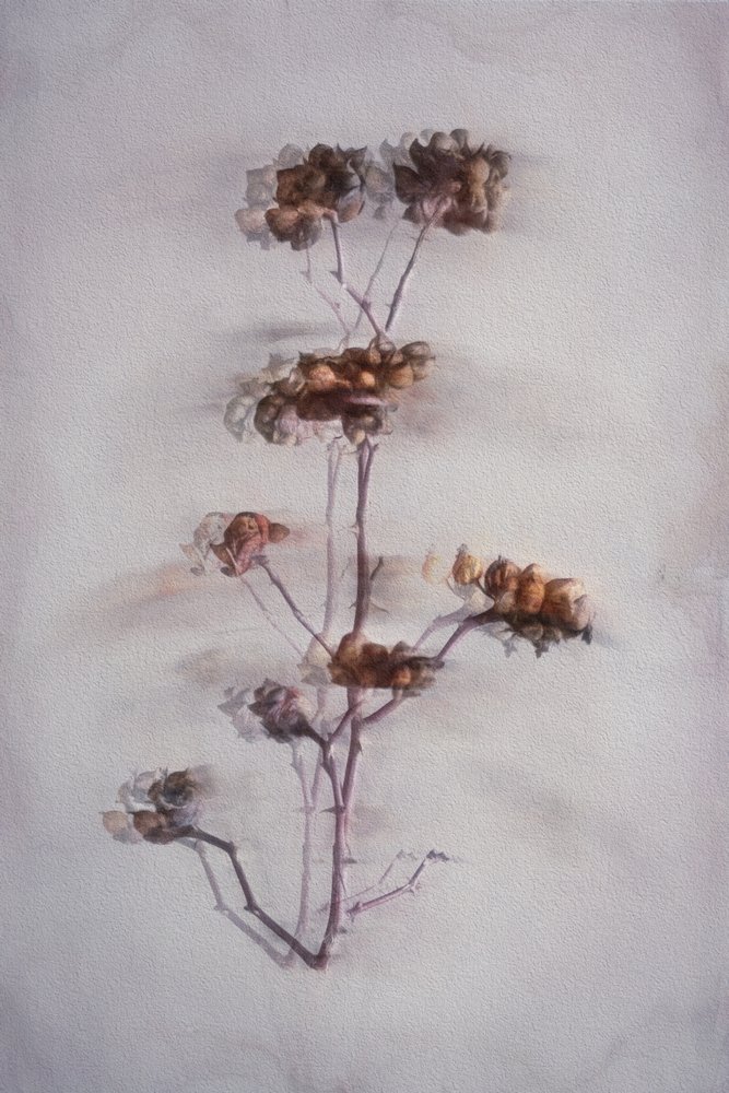 Soft Dried Botanicals by Cicek Kiral