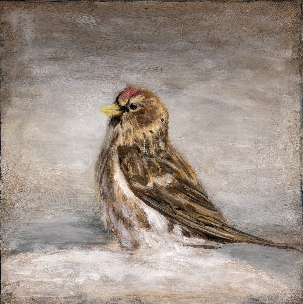 Calm Winter Redpoll by Claire Lerner