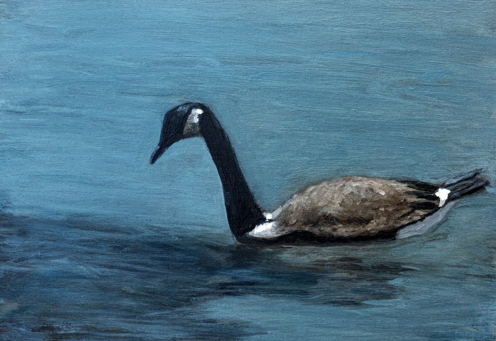 Goose on Calm Water by Claire Lerner