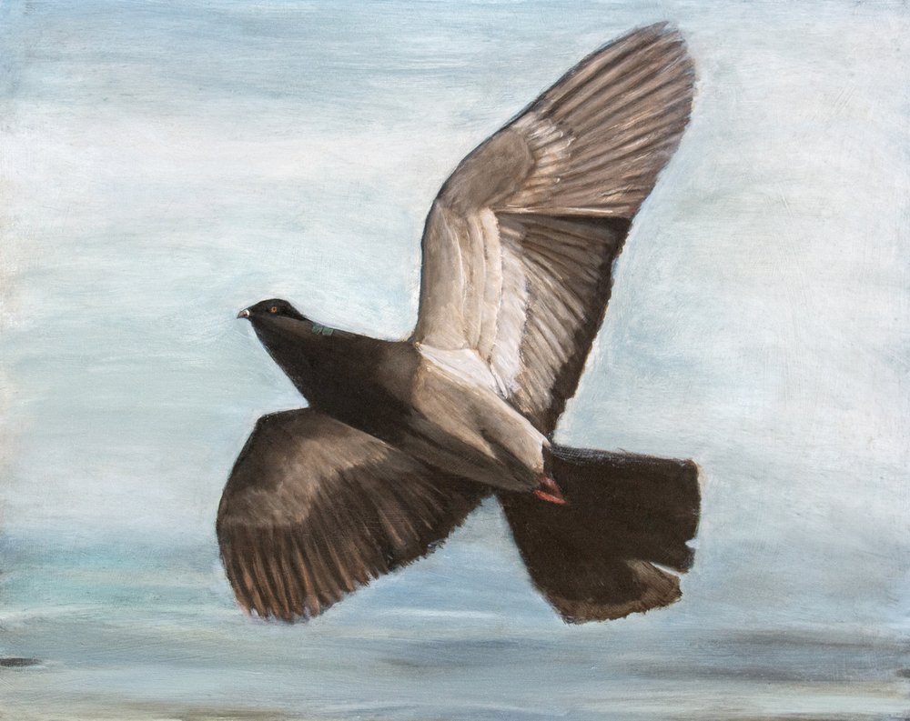 Graceful Pigeon Flight by Claire Lerner