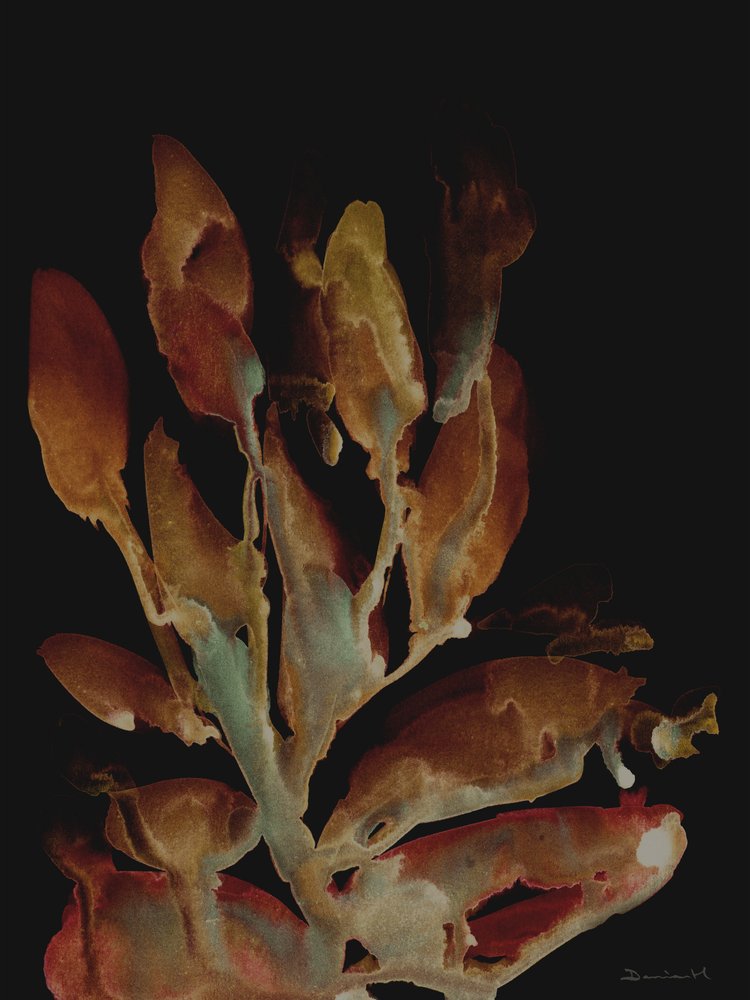 Night Plant by Dan Hobday