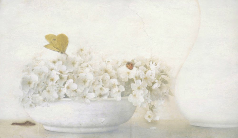 Butterfly on White Blooms by Delphine Devos