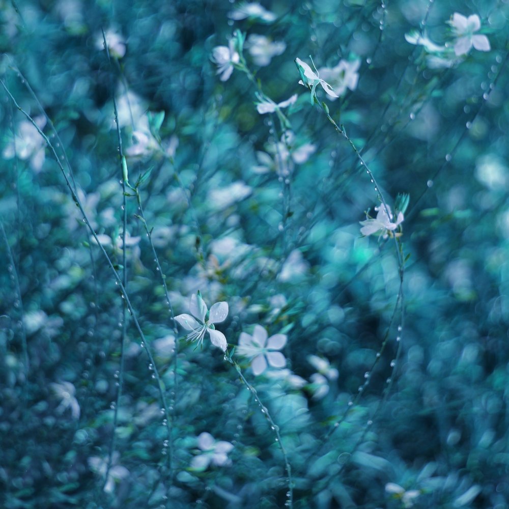 Dreamy Blue Garden Flowers by Delphine Devos