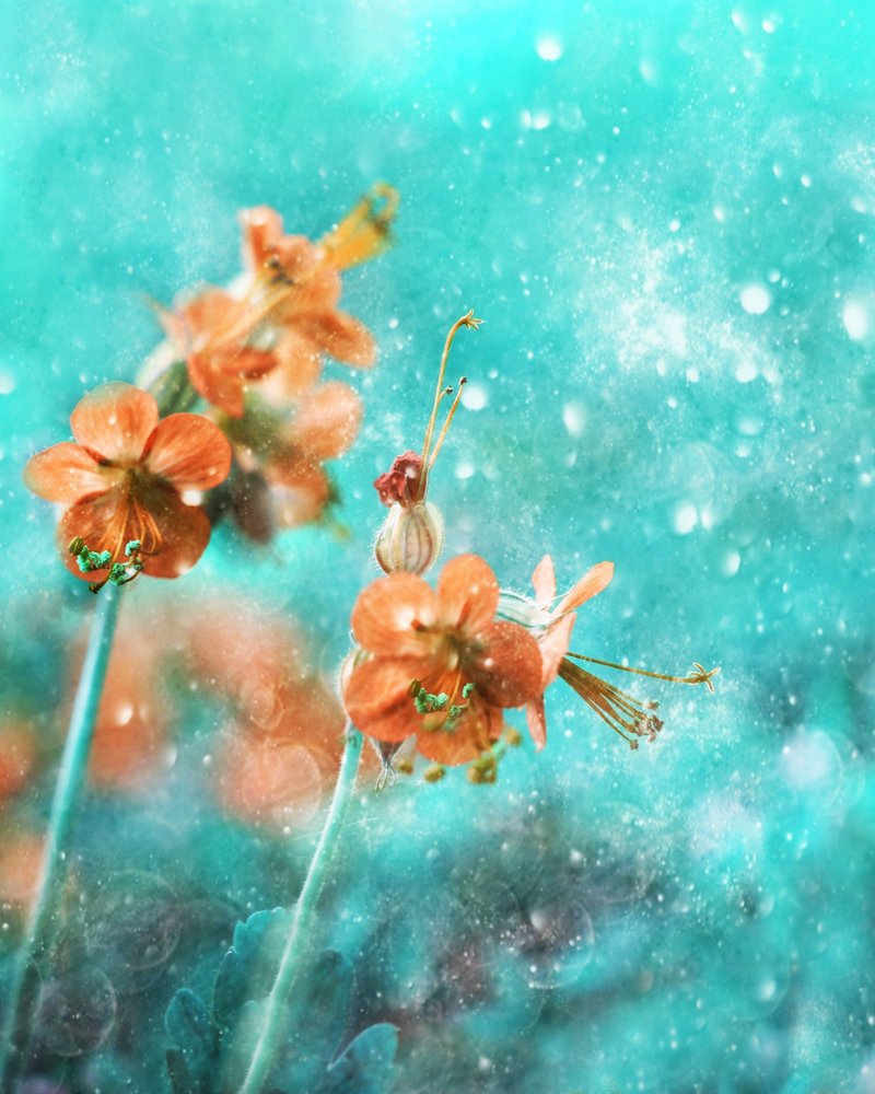 Dreamy Orange Blooms by Delphine Devos