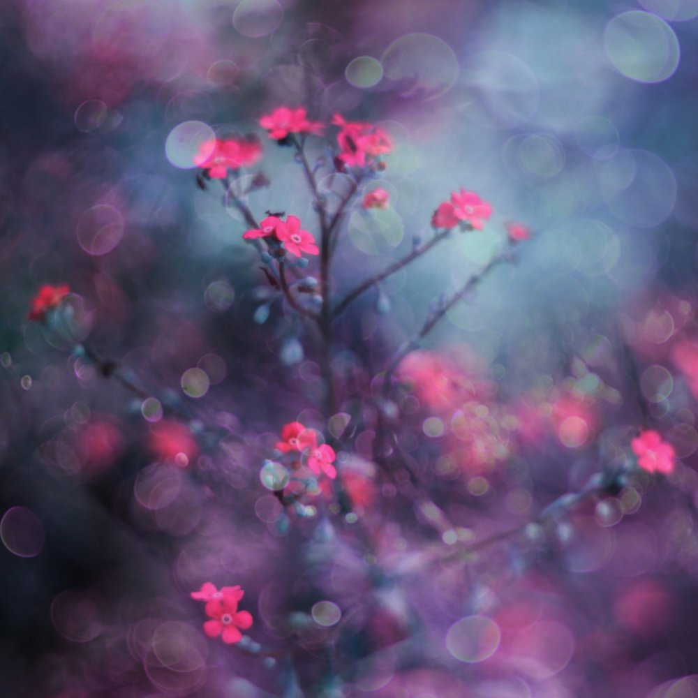 Dreamy Pink Blooms by Delphine Devos