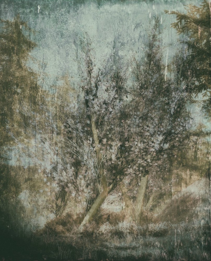 Ethereal Forest Landscape by Delphine Devos