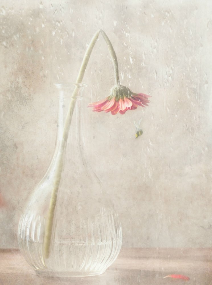 Fading Pink Bloom by Delphine Devos