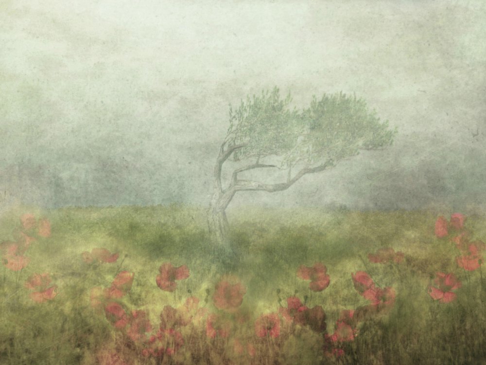 Misty Poppy Field by Delphine Devos