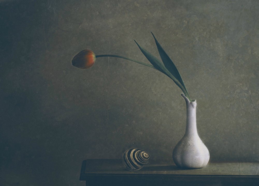 Moody Tulip Still Life by Delphine Devos