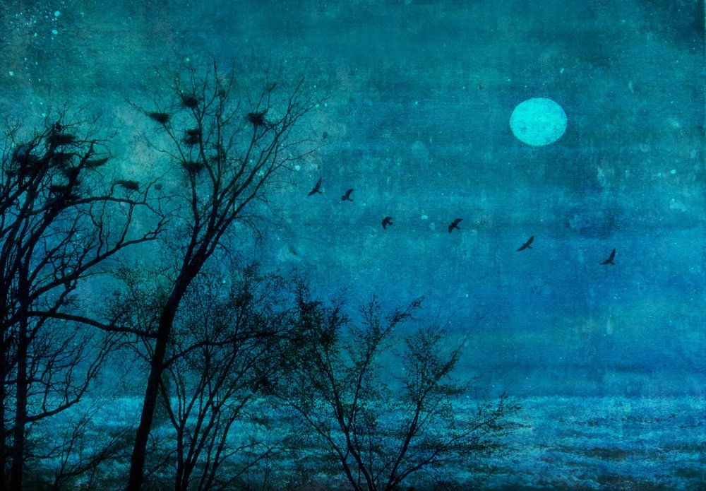 Moonlit Winter Roost von Delphine Devos