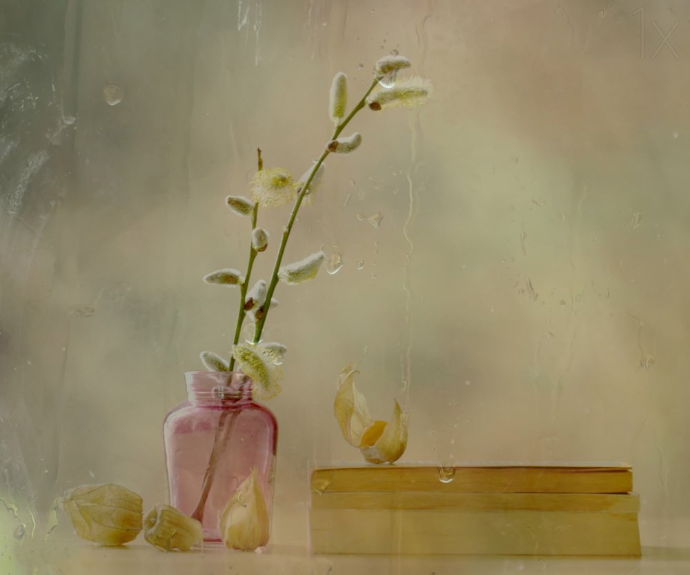 Pussy Willow and Rain by Delphine Devos