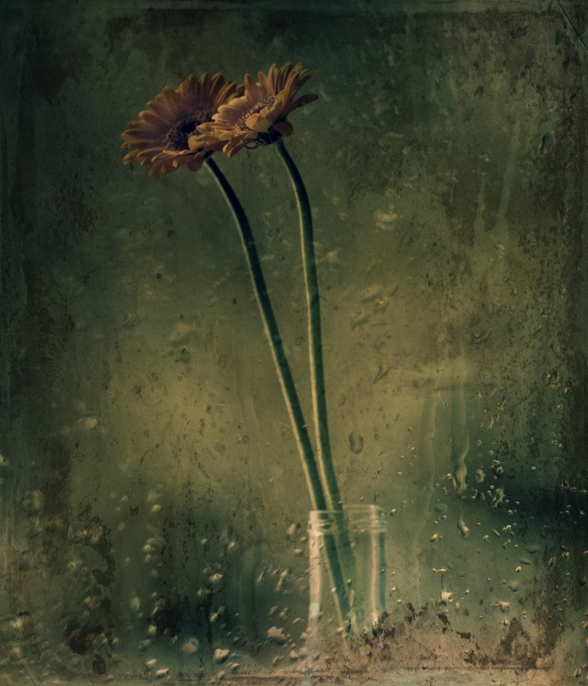 Rainy Day Gerberas by Delphine Devos