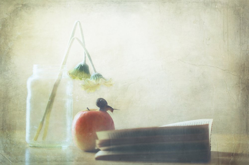 Snail Apple Quiet Moment von Delphine Devos