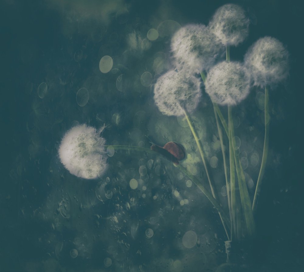 Snail