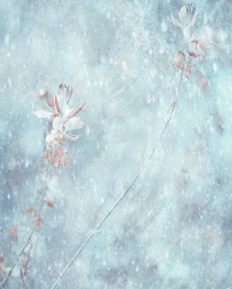 Soft Blue Winter Flowers by Delphine Devos