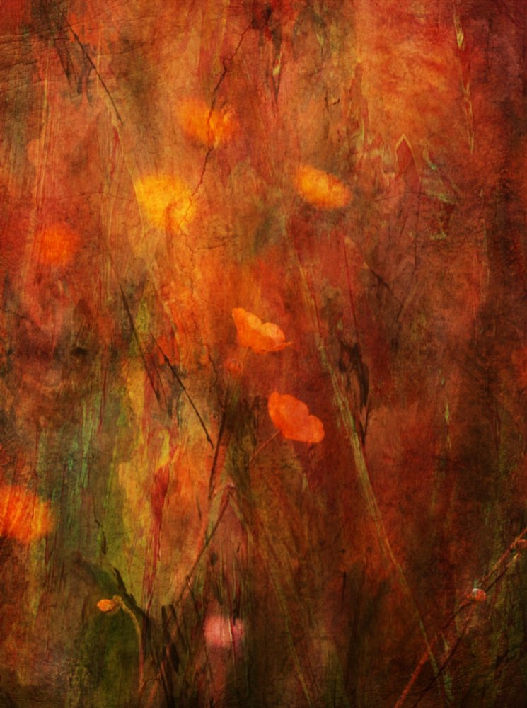 Textured Poppy Field by Delphine Devos