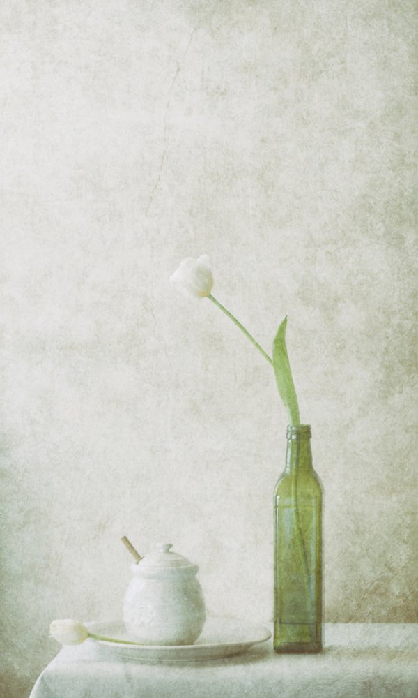 White Tulip Still Life by Delphine Devos