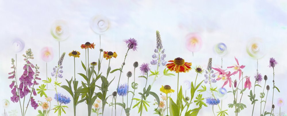Dreamy Colorful Garden by Denis O Reilly
