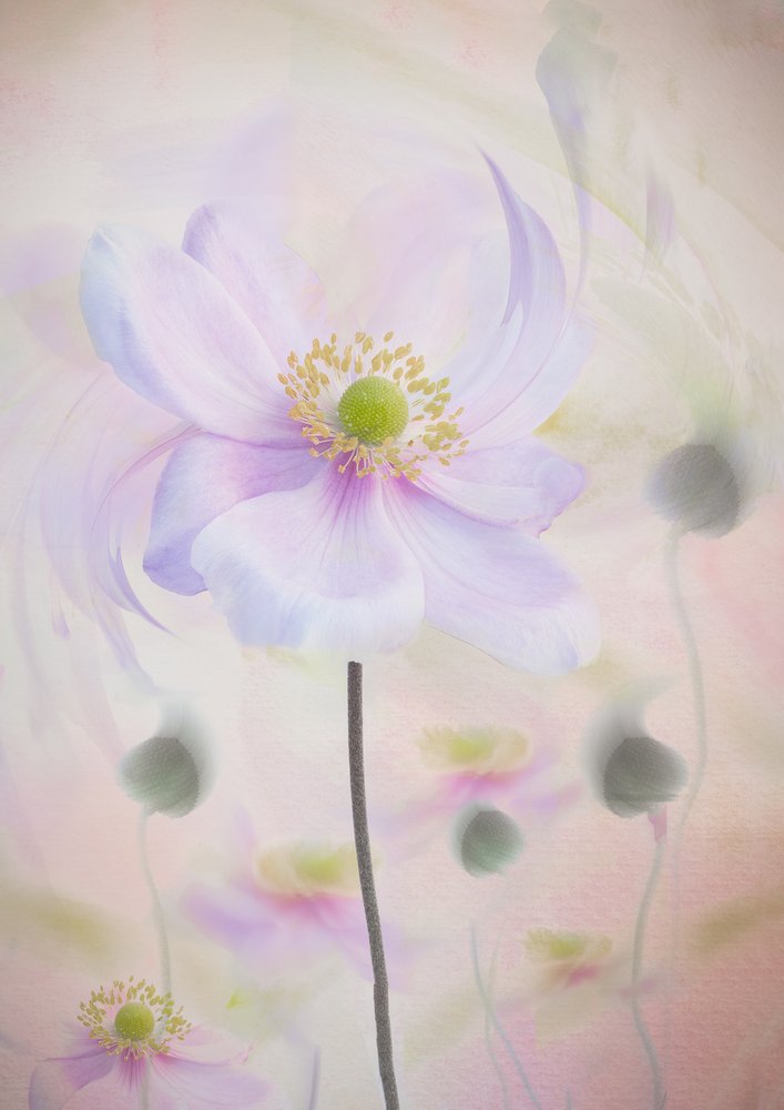 Dreamy Pastel Anemone by Denis O Reilly