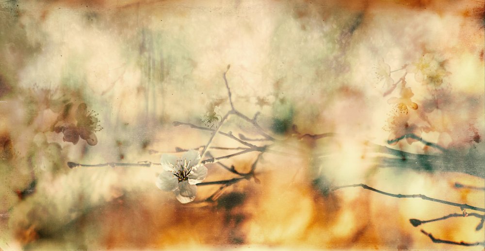 Delicate Blossom Dream by Desislava Ignatova