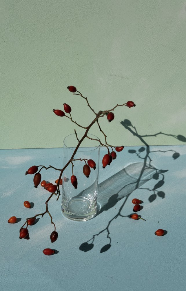 Rosehips and Shadows by Donatella Basso
