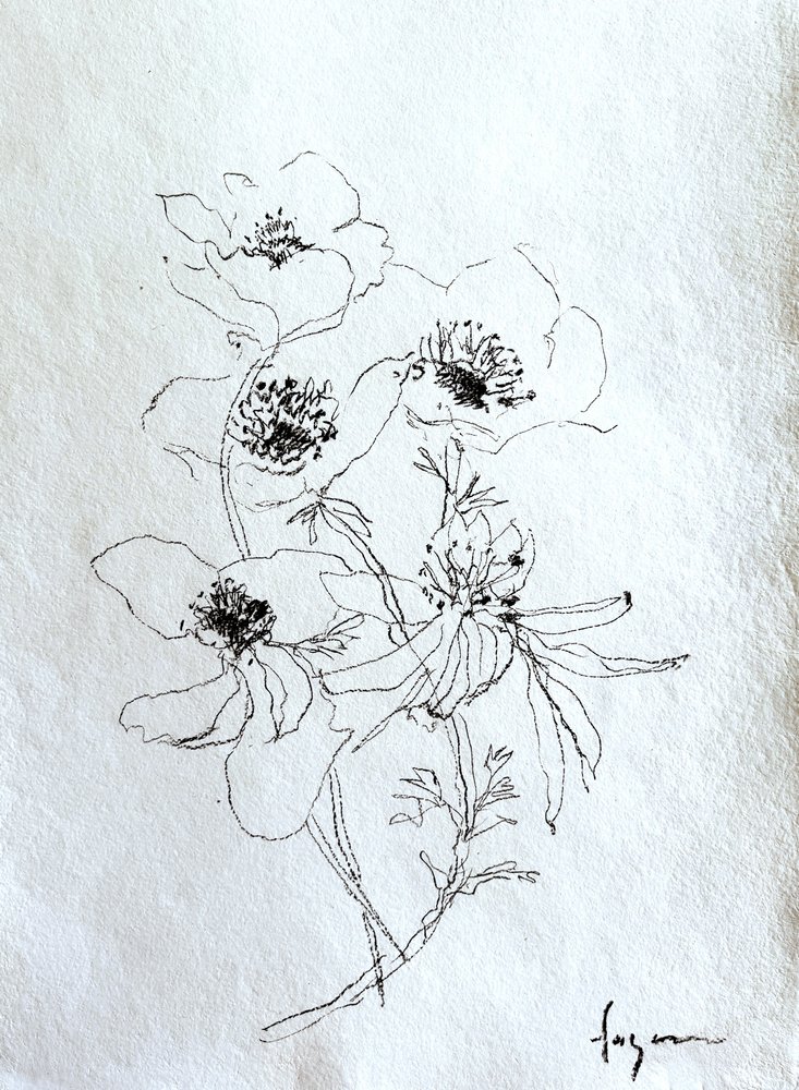 Delicate Floral Sketch by Dorothy Fagan