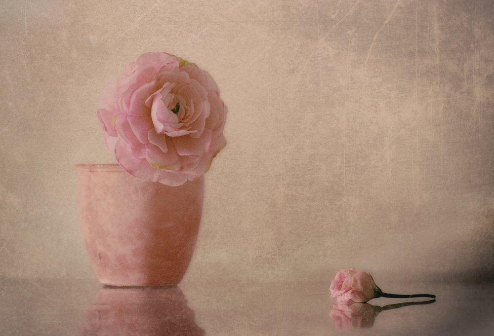 Soft Pink Ranunculus Bloom by Elena Arjona