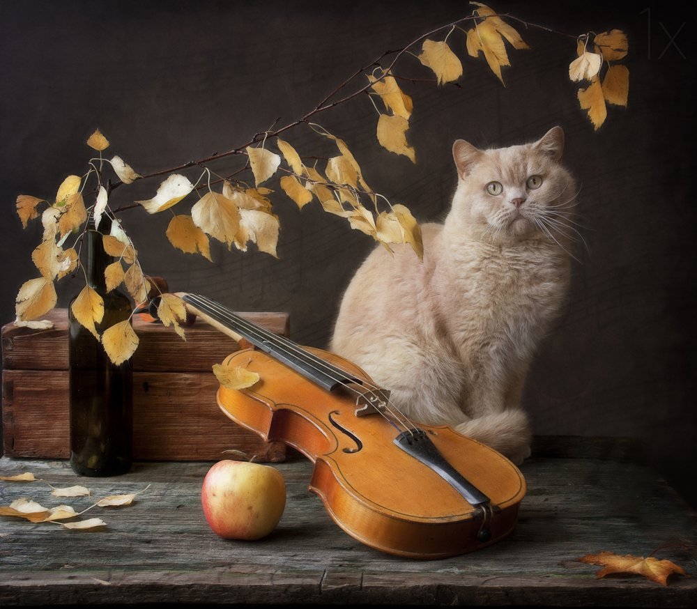Autumn Cat and Violin by Eleonora Grigorjeva