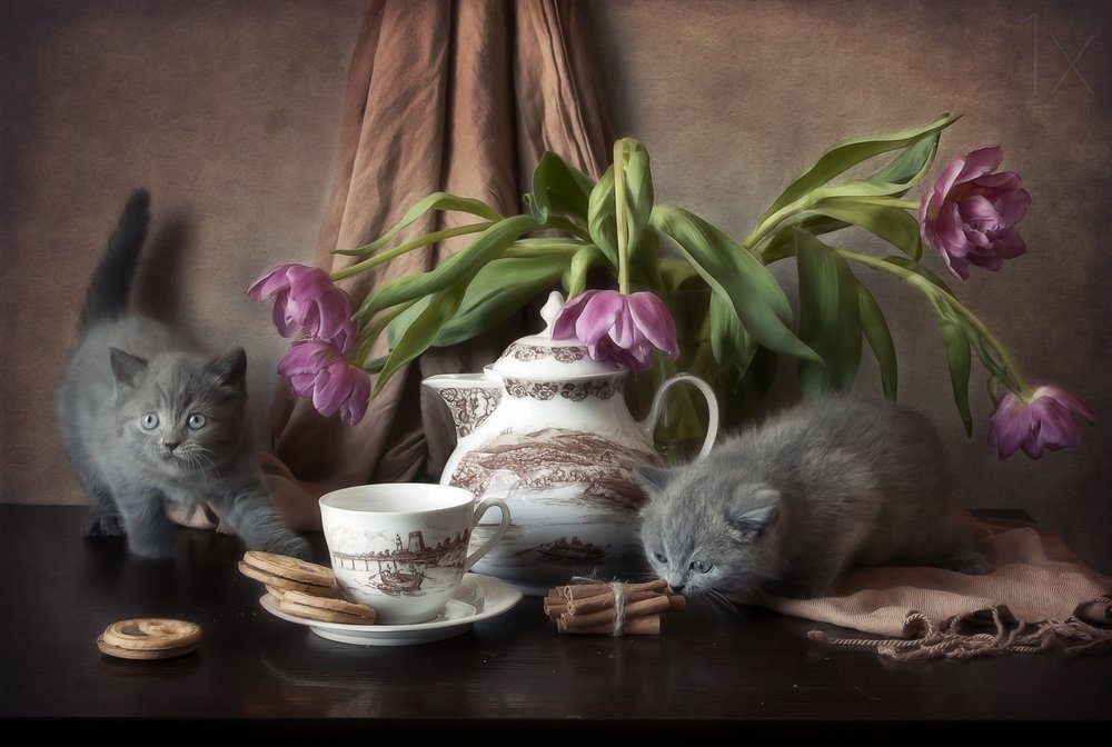 Cozy Kitten Tea Time by Eleonora Grigorjeva