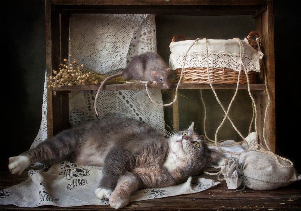 Curious Cat and Rat by Eleonora Grigorjeva